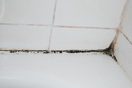 black mold in shower